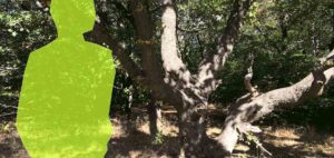 in the woods : idee : konzept : wording