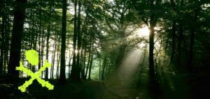 in the woods : idee : konzept : wording